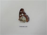 藏品(蛺蝶科(1))的圖片